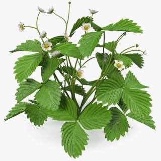 3D model Blooming Strawberry Plant