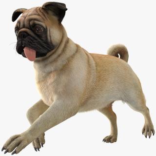 3D model Pug Dog Run Pose Fur