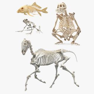 Animal Skeletons Collection 3D