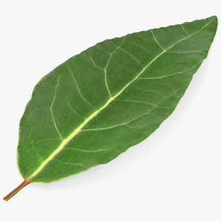 Fresh Laurel Leaf 3D