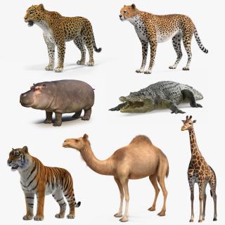 3D African Animals Collection 5 model