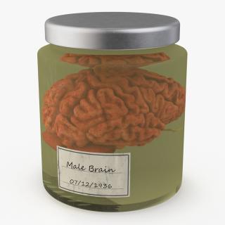 Human Liver Organ in a Old Jar 3 3D