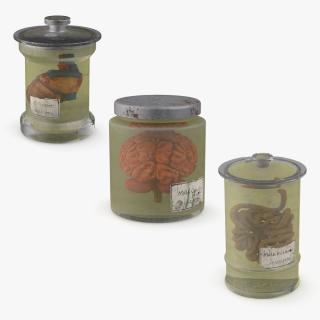 3D Human Organs in a Old Jar Collection