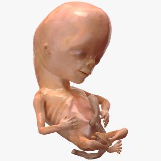 Human Fetus 12 Weeks Rigged 3D