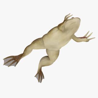 3D African Claw-toe Frog Jump Pose