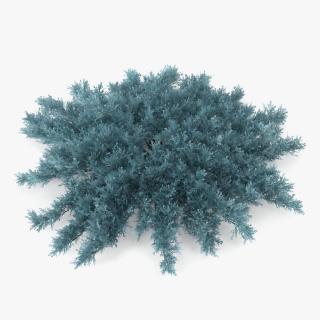 3D Juniperus Sabina Blue