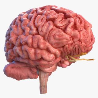 Human Brain Full Anatomy 3D model