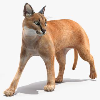 Caracal Cat Walking Pose 3D model