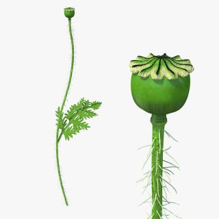 3D model Young Poppy Flower Sprout
