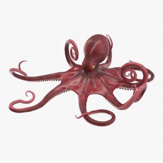 3D Octopus Vulgaris Rigged model