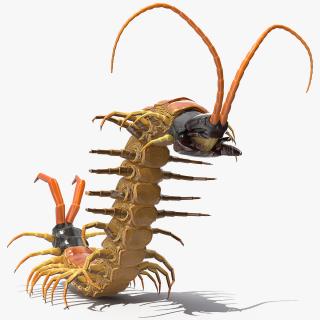 3D Scolopendra Heros Arizona Giant Centipede Rigged model