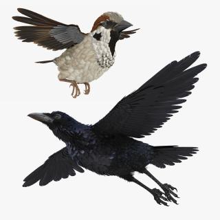 3D model Rigged Raven and Sparrow 3D Models Collection