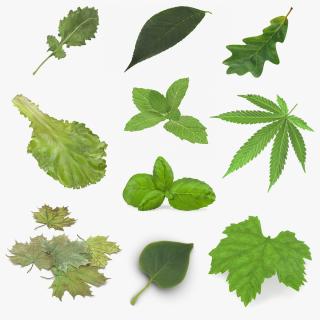 Leaves Collection 6 3D model