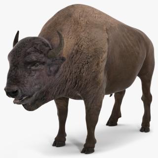 American Bison Bull 3D model