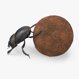 Roller Beetle Pushing Sphere Dirt Fur 3D