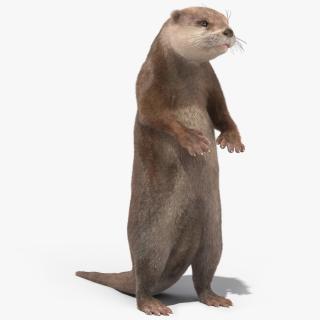 River Otter Standing Pose Fur 3D model