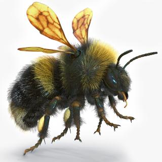 Realistic Bumblebee Insect Fur Rigged 3D