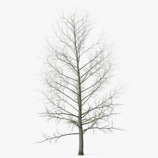 3D model Bare Poplar Winter Tree 2