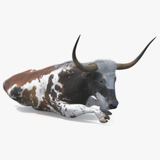 Lying Longhorn Bull Mottled Brown Fur 3D