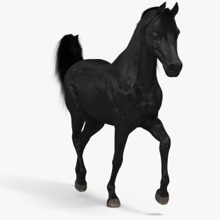 3D Walking Arabian Horse Black Fur