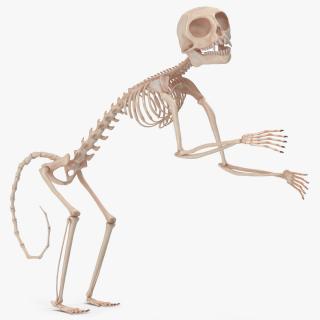 Pigmy Marmoset Skeleton Standing 3D