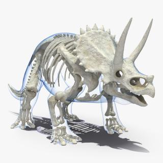 3D Triceratops Skeleton Standing Pose with Transparent Skin