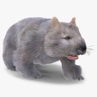 Wombat Grey Fur Rigged 3D