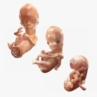 3D model First Trimester Human Embryos Collection