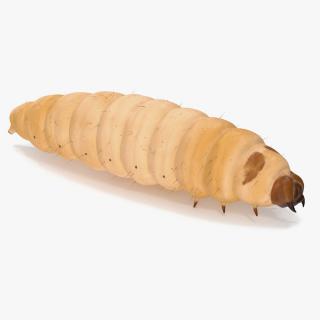 Maggot Fly Fur 3D model