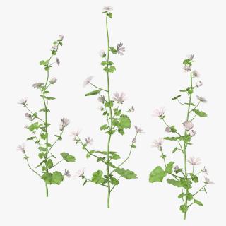 Wild Mallow Plants Set 3D