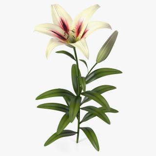 Realistic Lily Flower Plant 3D