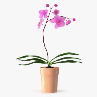 3D model Clay Pot with Pink Orchid