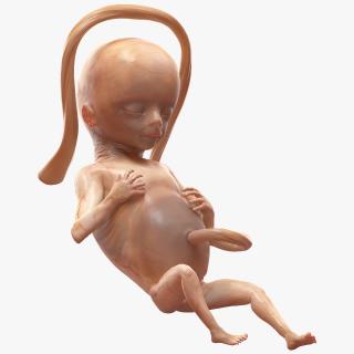 Human Fetus 16 Weeks Rigged 3D