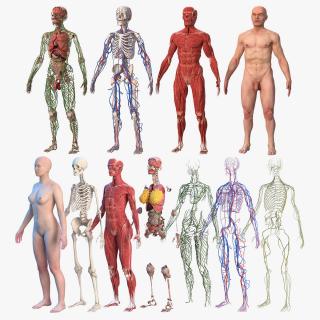 3D Complete Male and Female Body Anatomy Collection model