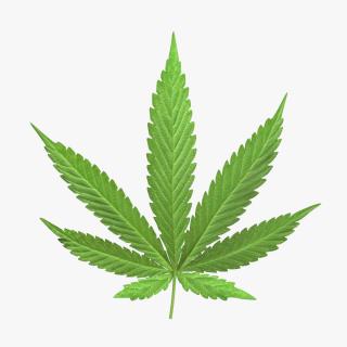 3D Cannabis Leaf model