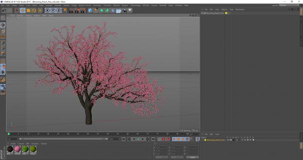 Blooming Peach Tree 3D model