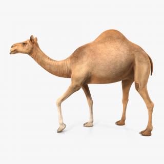 Camel Rigged 3D