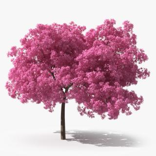 Pink Lapacho Tree 3D