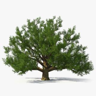 3D Realistic Oak Tree(1) 2 model