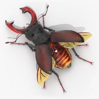 3D Lucanus Cervus Stag Beetle