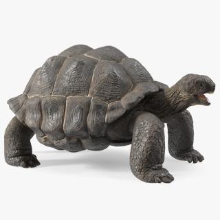 Galapagos Giant Tortoise 3D model