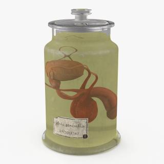 3D Male Genitalia in Old Glass Jar 2 model