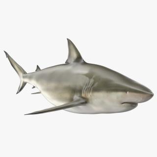 3D model Java Shark