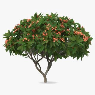 3D Plumeria Frangipani Tree Red Flowers