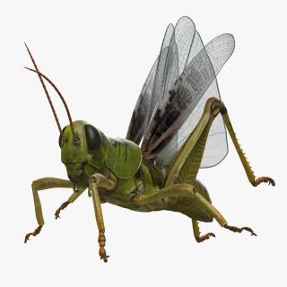 3D Grasshopper Rigged model