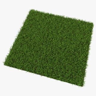 Warm Season Grass 3D