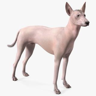 Mexican Hairless Dog Xolo Fur 3D model