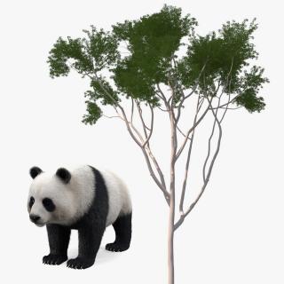 3D model Rigged Giant Panda with Eucalyptus Tree Collection