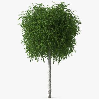 Small Birch Tree Green 3D