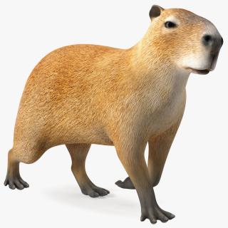 3D Capybara Walking Pose